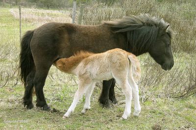 normal_ponny_met_veulen.jpg