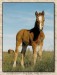 WildHorses_005-NewForestPony-Foal-Closeup.jpg